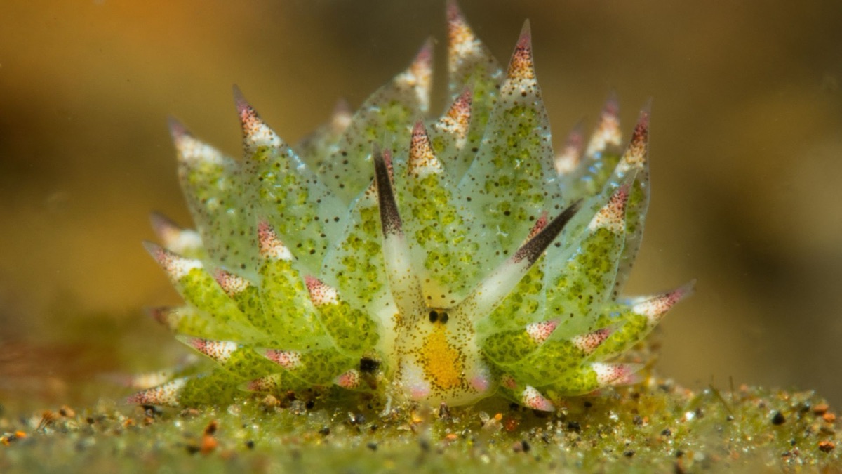 5 Facts About The Leaf Sheep, The Ocean's Adorable Sea Slug