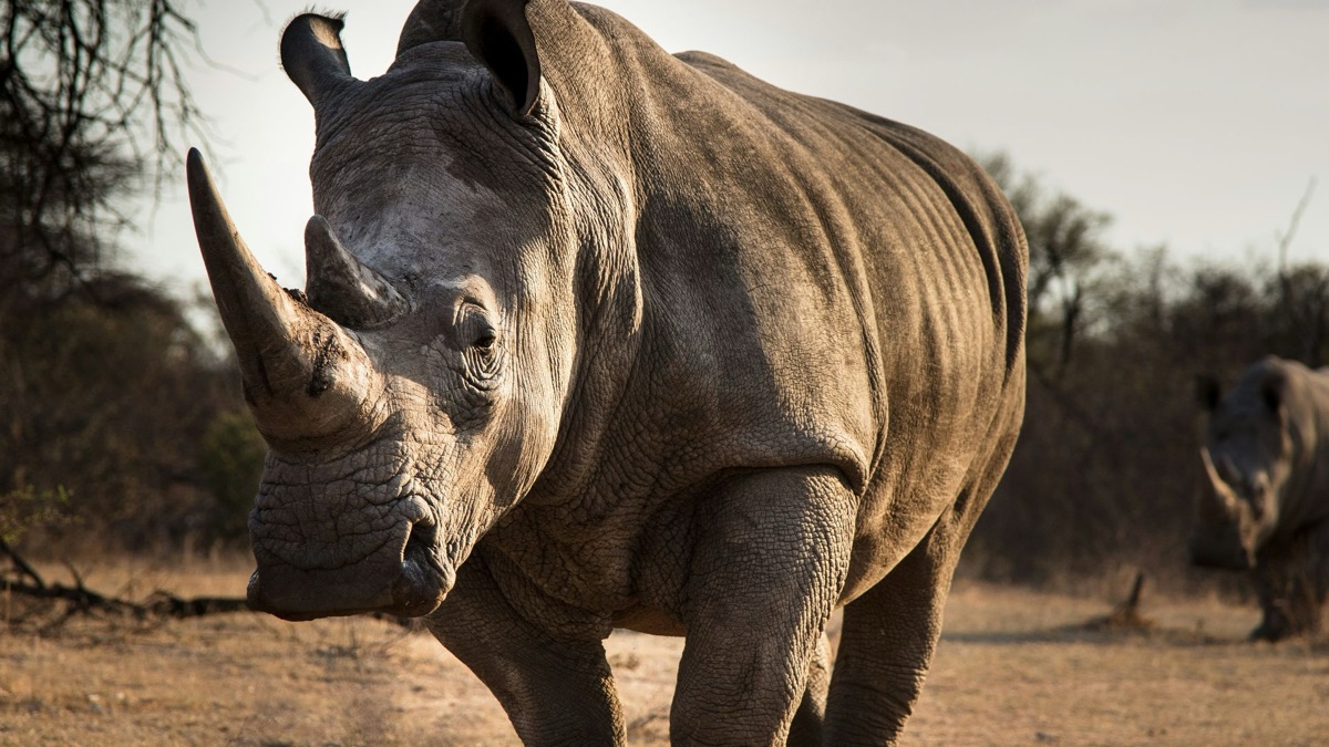 The Coolest Creatures You Can Find in the Savanna