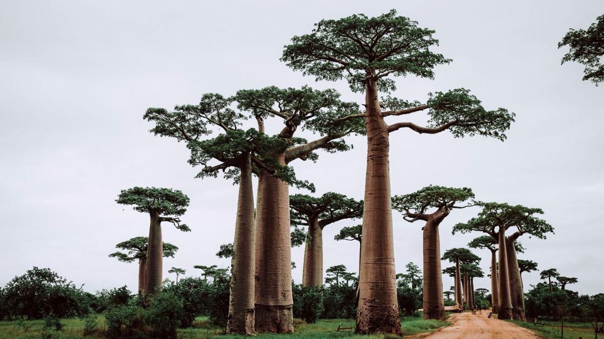 5 Amazing & Unique Tree Species Around The Planet