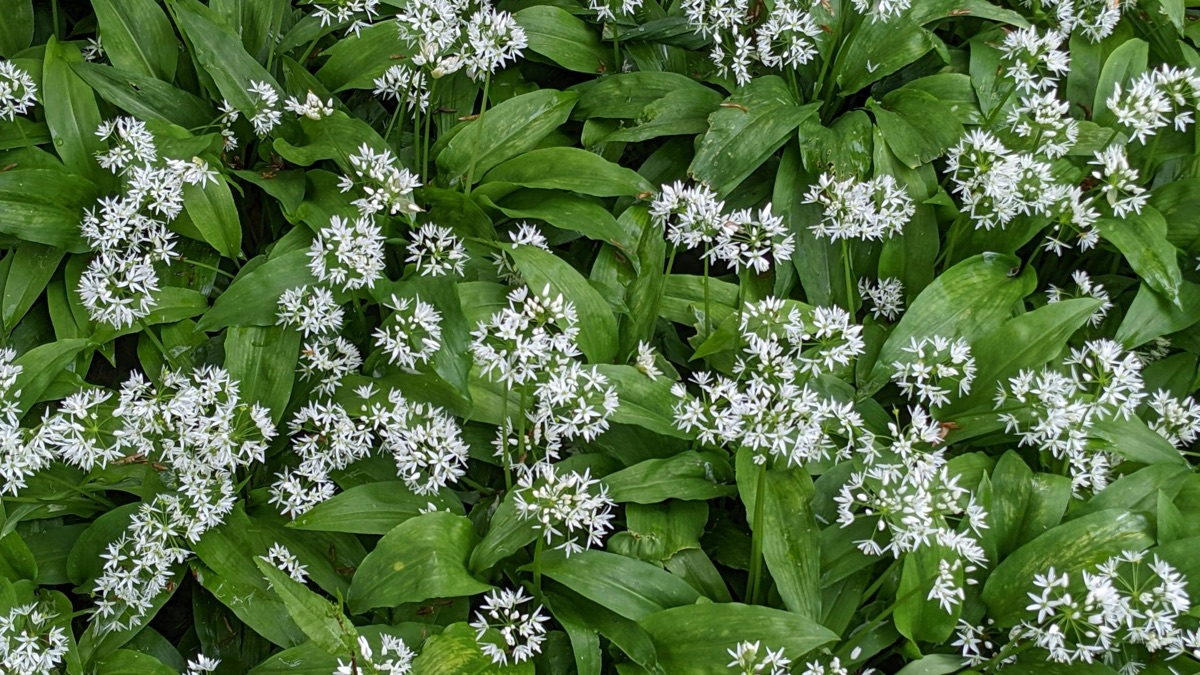 Survival 101: 5 Types Of Plants You Can Eat In The Forest
