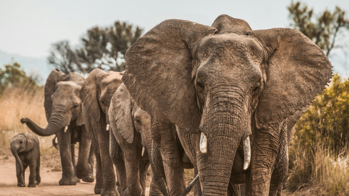 The Coolest Creatures You Can Find in the Savanna