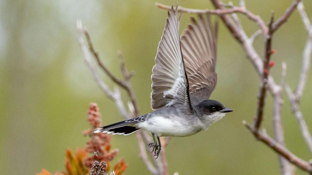 5 Reasons To Get Into Bird Watching