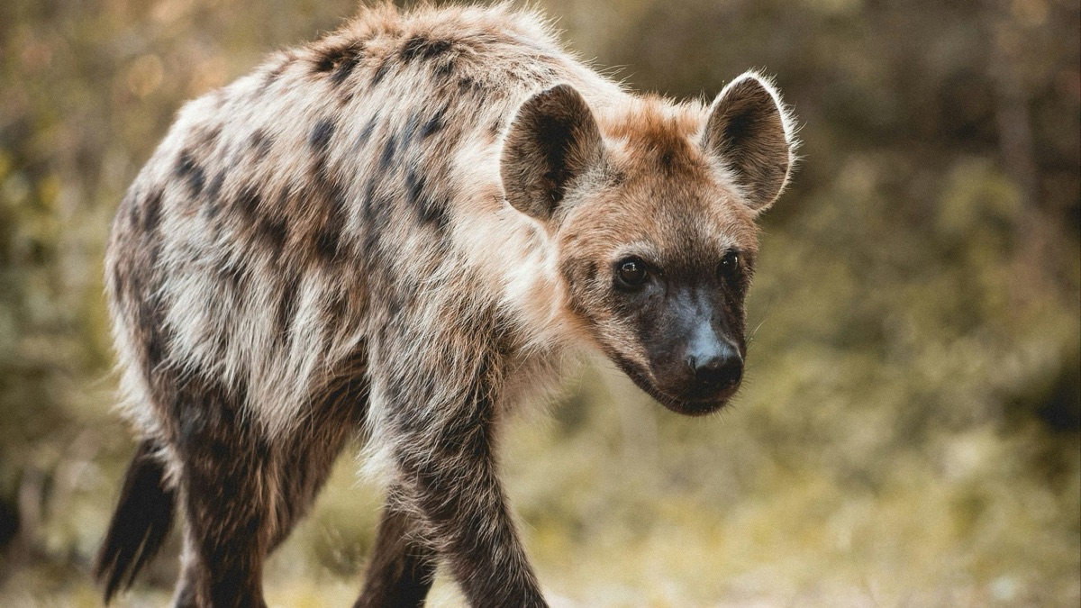 The Coolest Creatures You Can Find in the Savanna