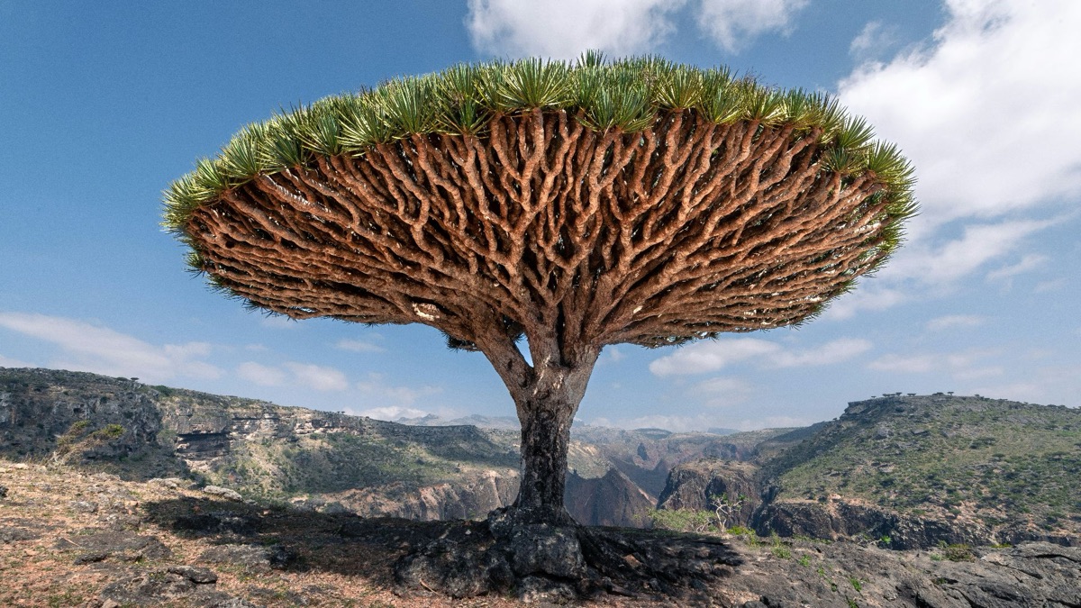 5 Amazing & Unique Tree Species Around The Planet