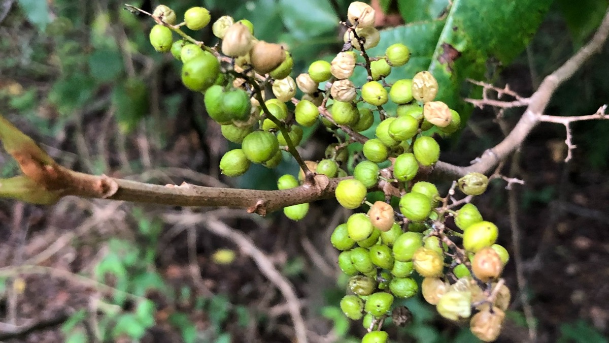 5 Ways To Tell If A Wild Berry Is Poisonous