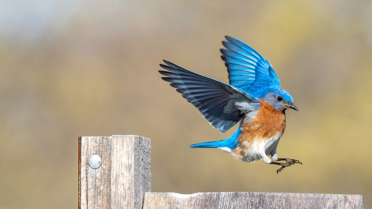 5 Reasons To Get Into Bird Watching
