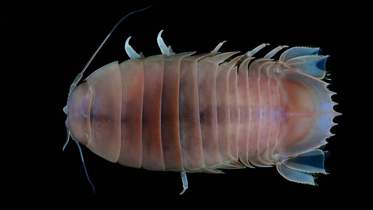 Made Of Nightmares: The Creepiest Deep Sea Creatures You'll Be Terrified Of
