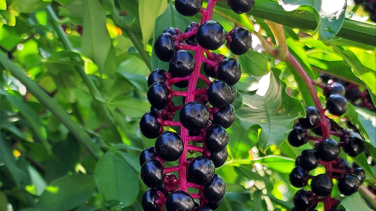 5 Ways To Tell If A Wild Berry Is Poisonous