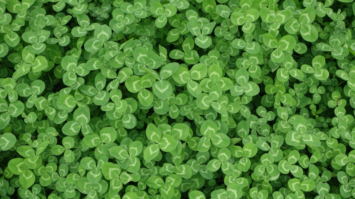 Survival 101: 5 Types Of Plants You Can Eat In The Forest