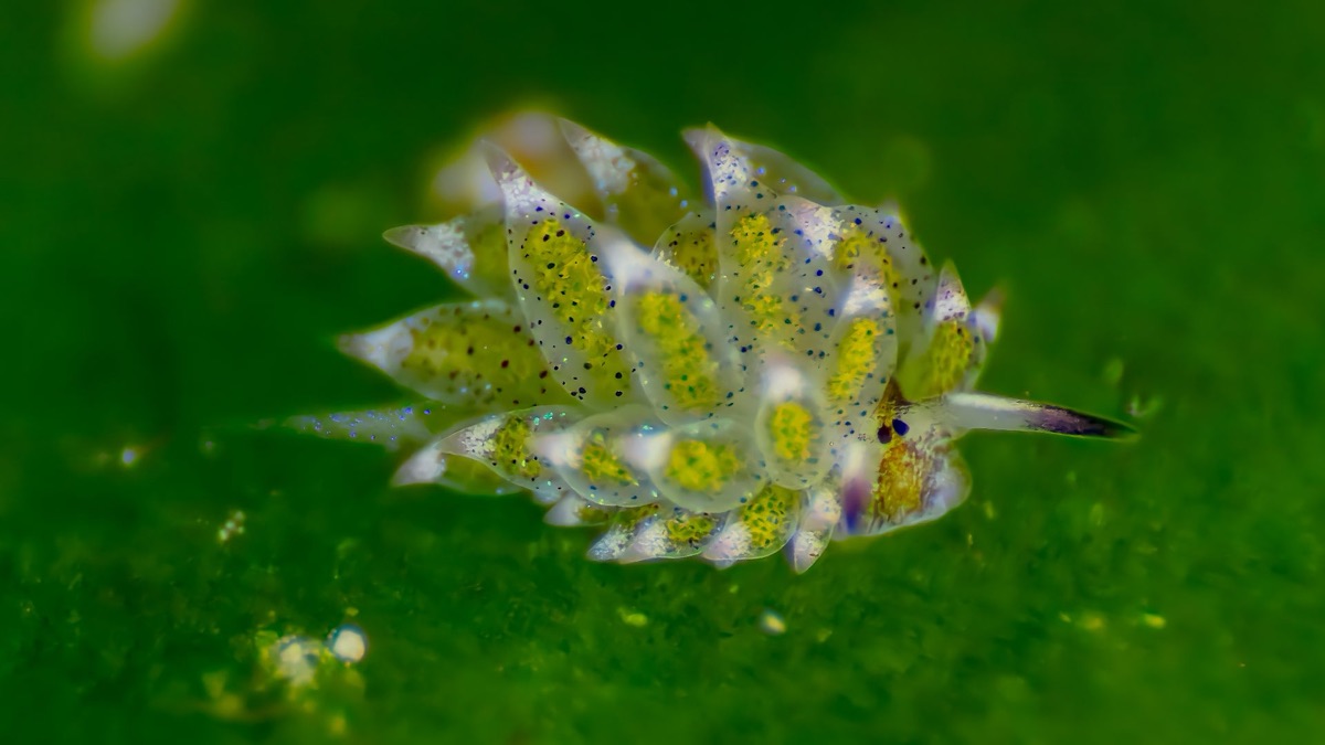 5 Facts About The Leaf Sheep, The Ocean's Adorable Sea Slug