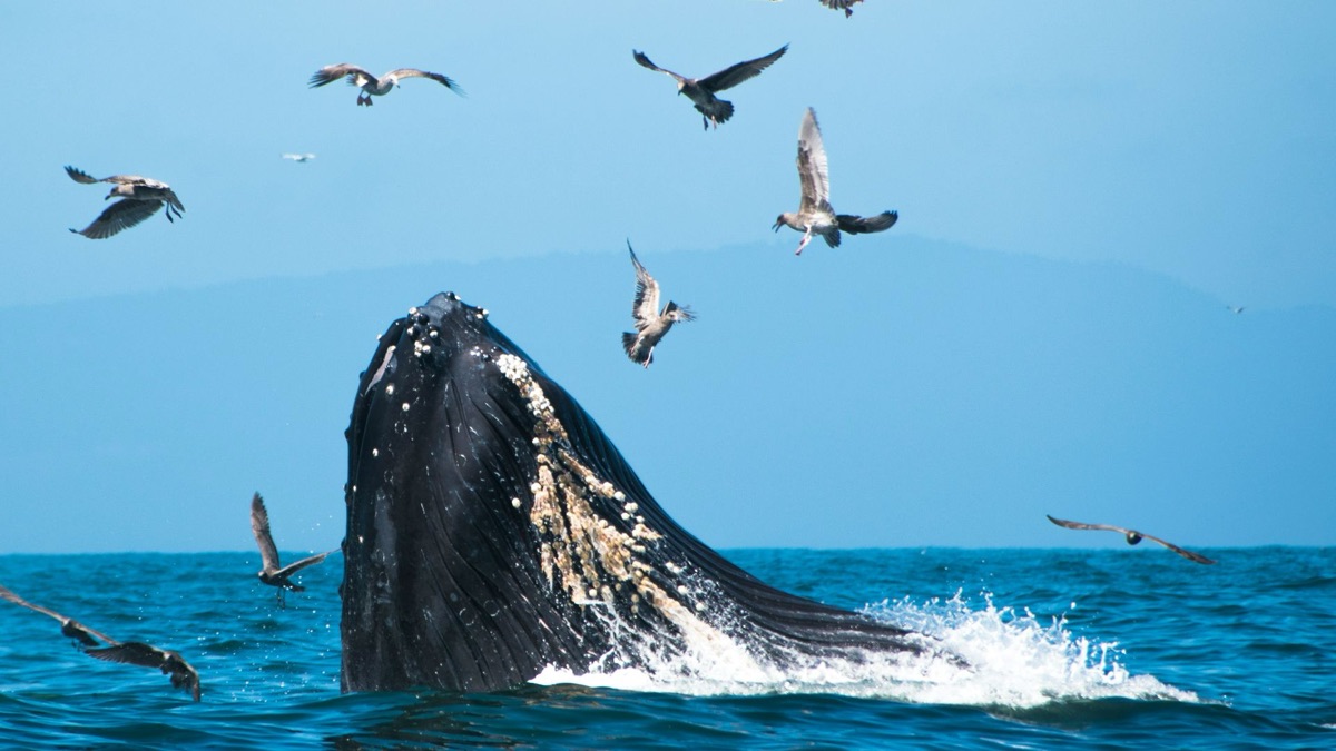 5 Fascinating Facts About Blue Whales