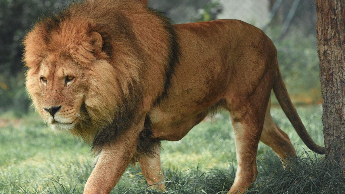 The Coolest Creatures You Can Find in the Savanna