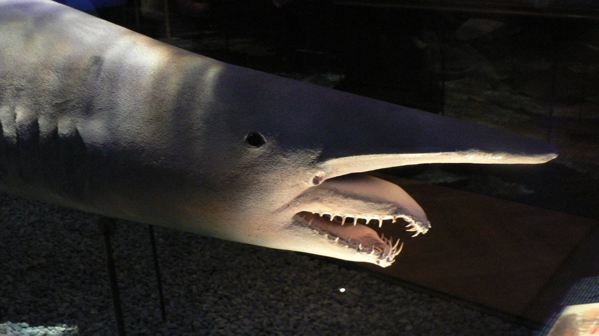 Made Of Nightmares: The Creepiest Deep Sea Creatures You'll Be Terrified Of