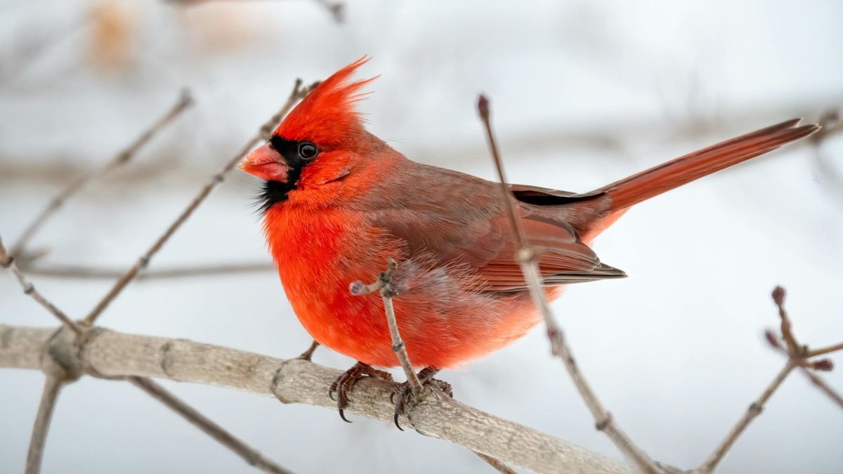 5 Reasons To Get Into Bird Watching
