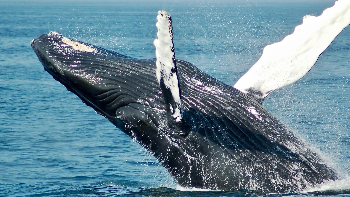 5 Fascinating Facts About Blue Whales