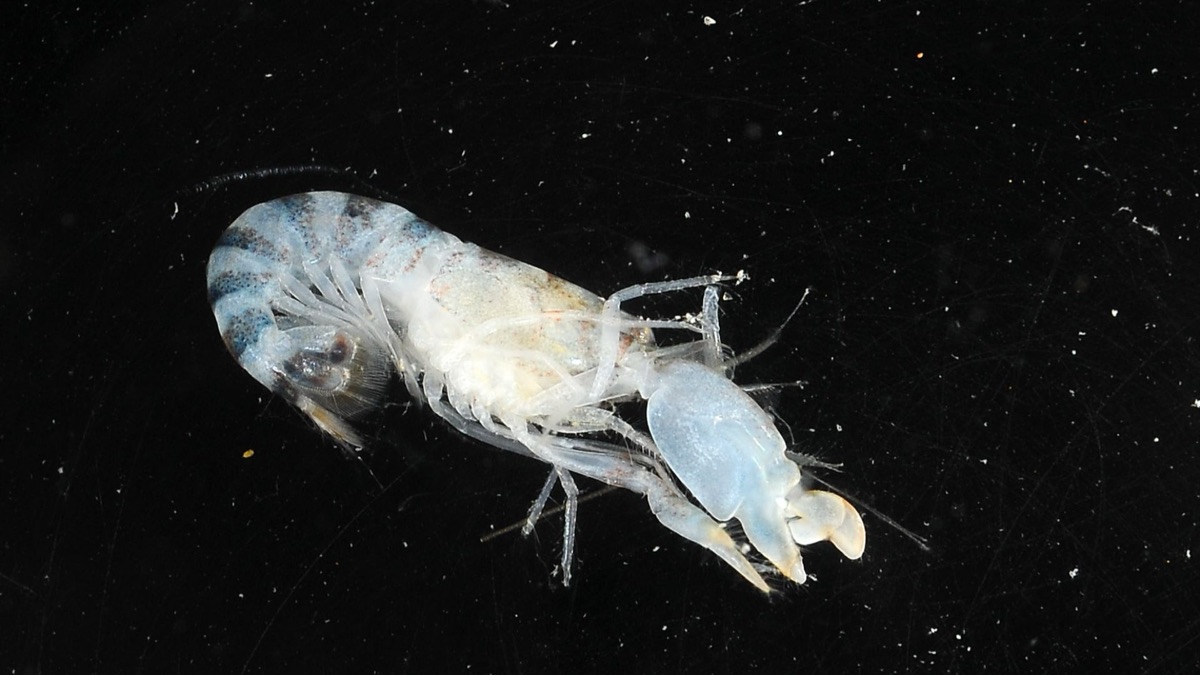 5 Insane Facts About The Pistol Shrimp