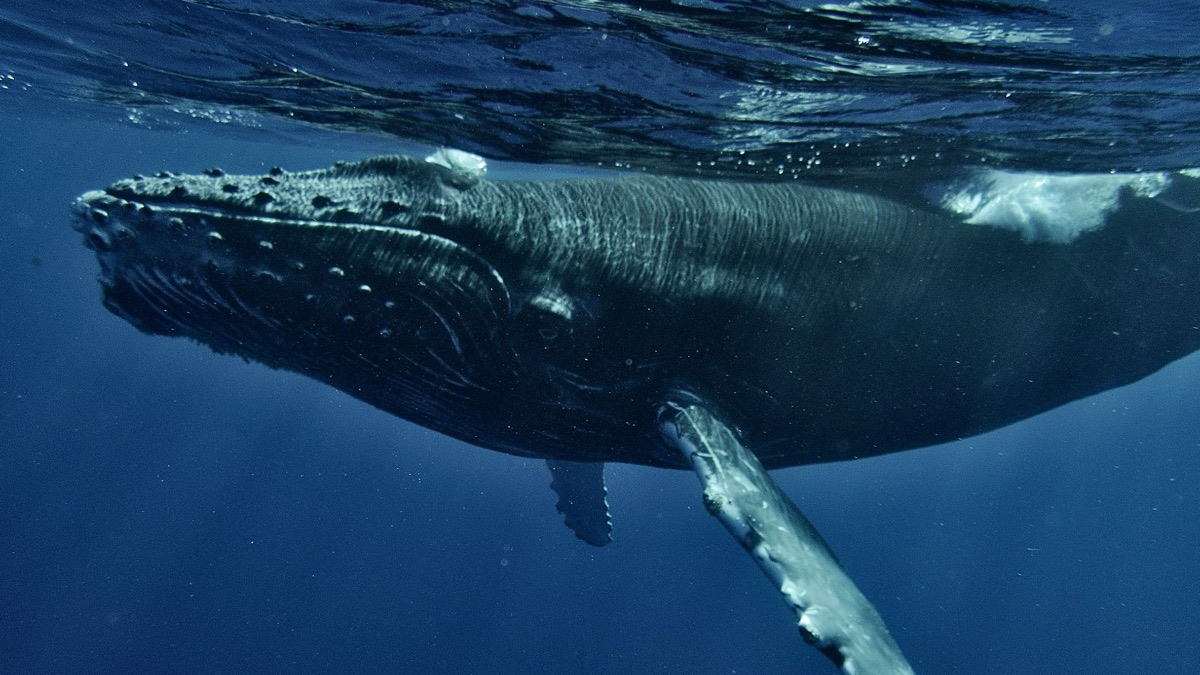 5 Fascinating Facts About Blue Whales