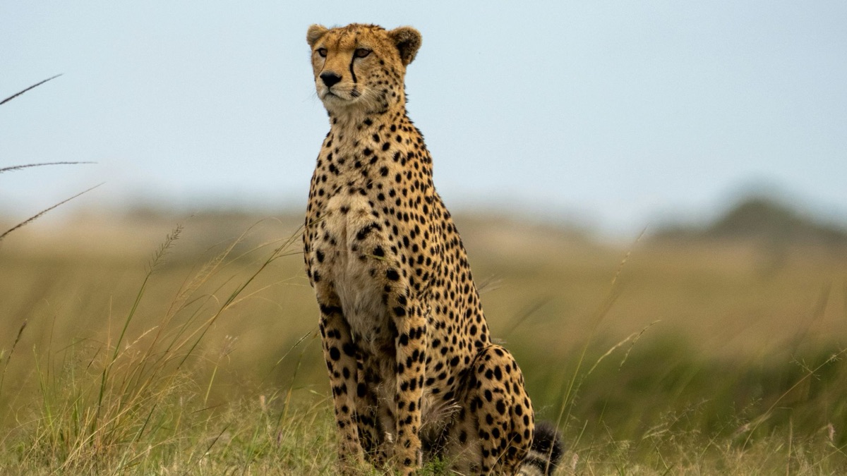 The Coolest Creatures You Can Find in the Savanna