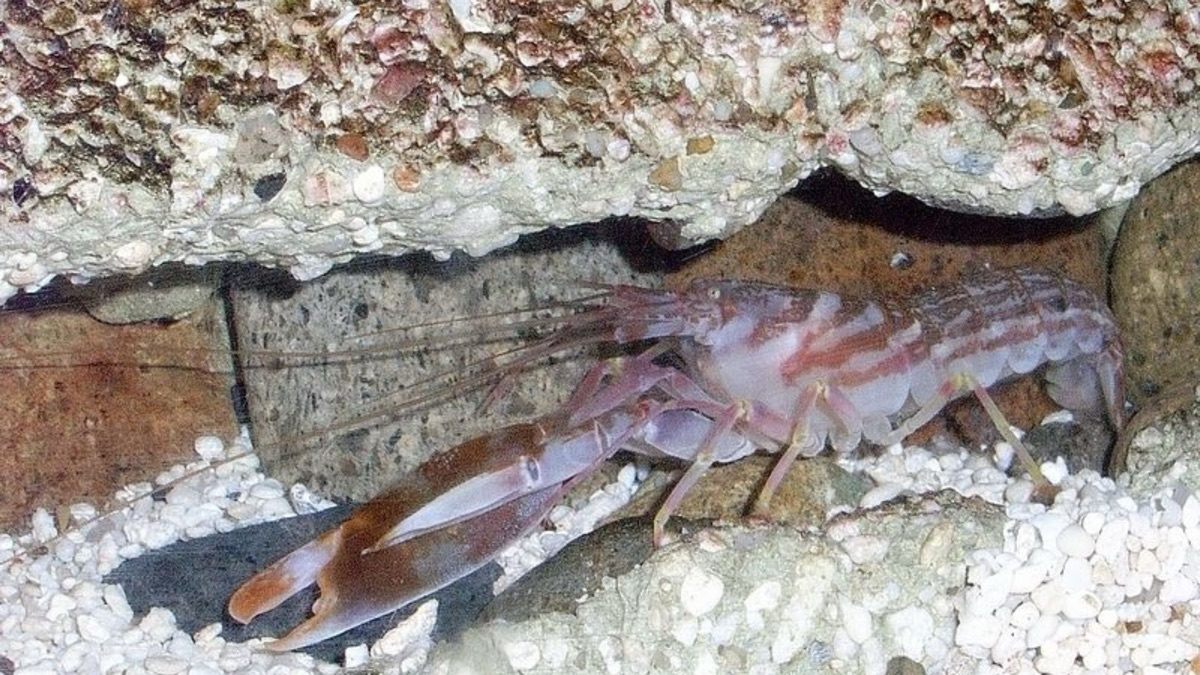 5 Insane Facts About The Pistol Shrimp